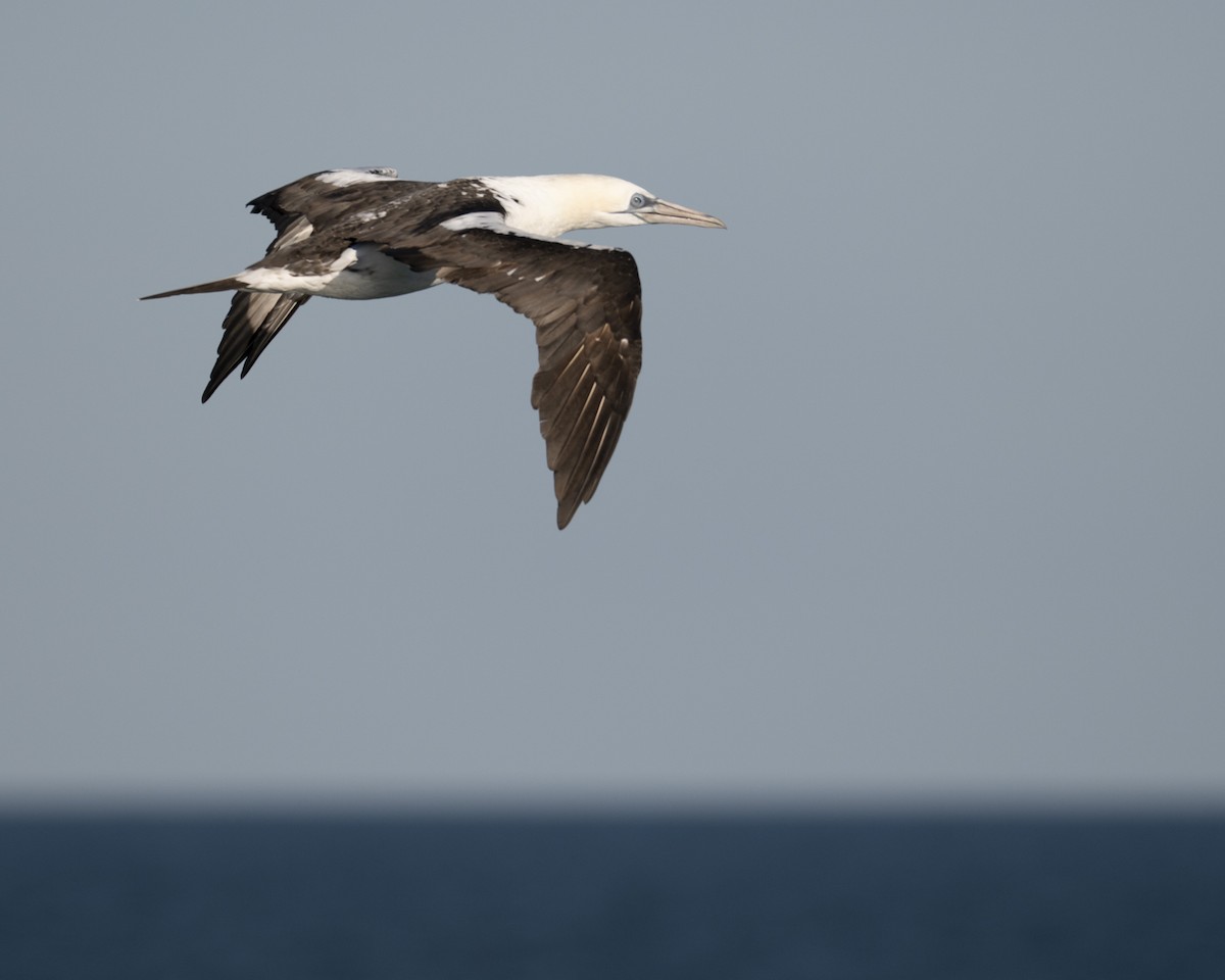Alcatraz Atlántico - ML644882994