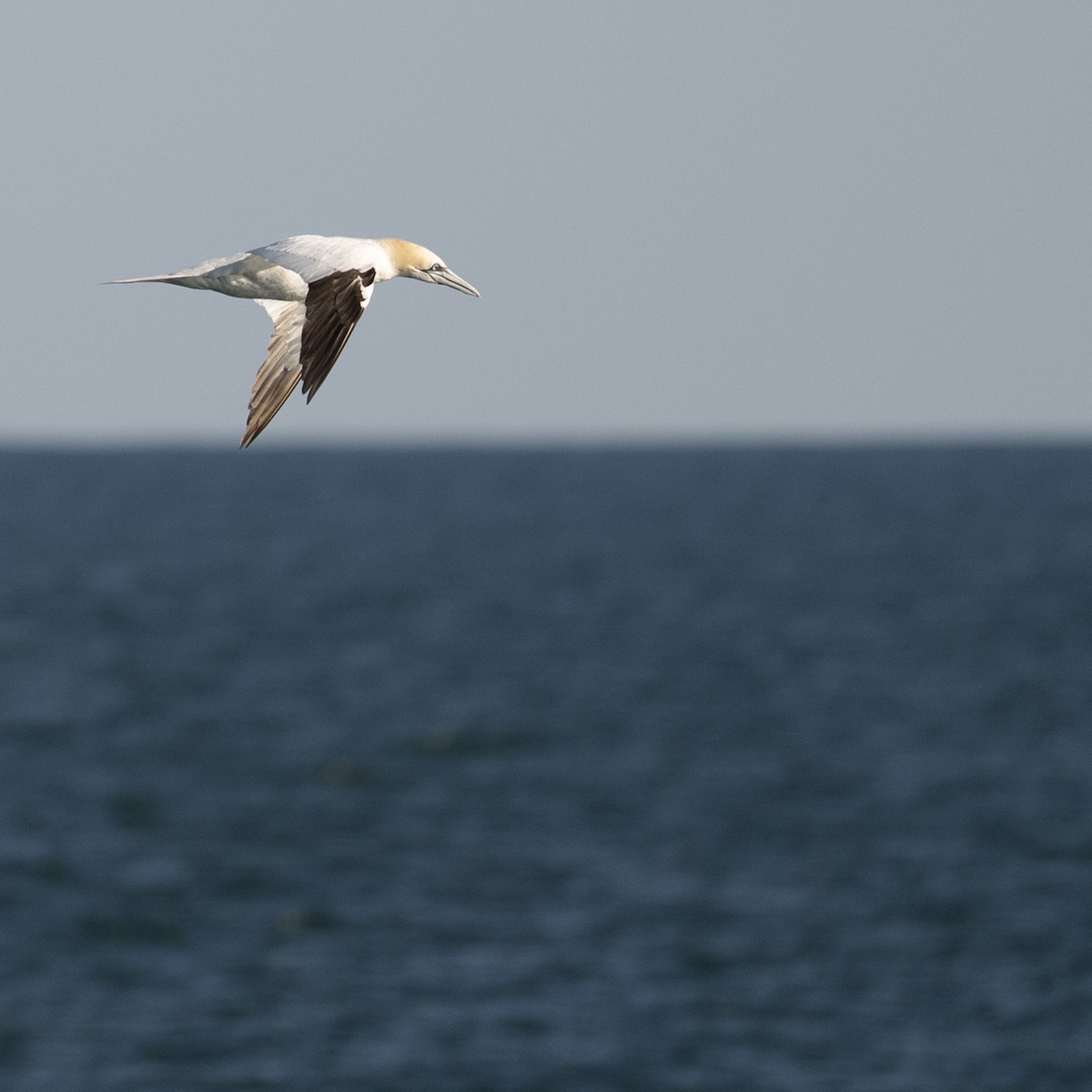 Alcatraz Atlántico - ML644882995