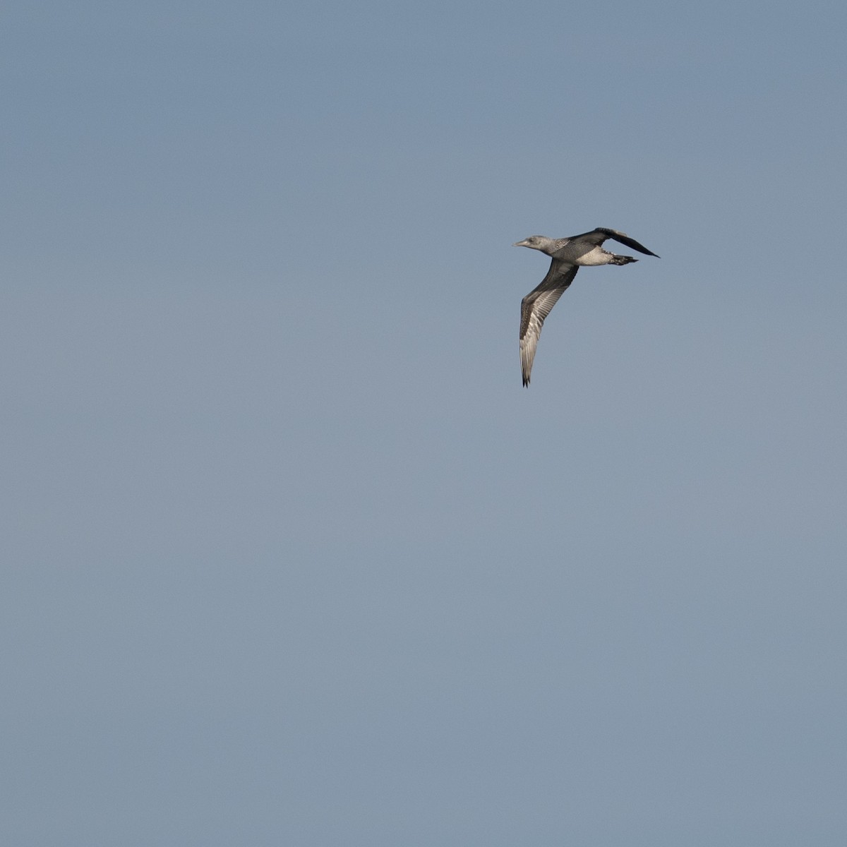 Alcatraz Atlántico - ML644882998