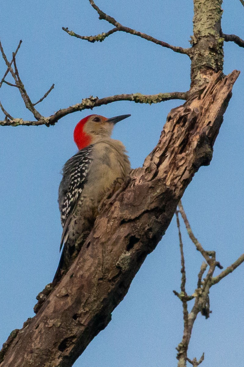 Red-bellied Woodpecker - ML644882999