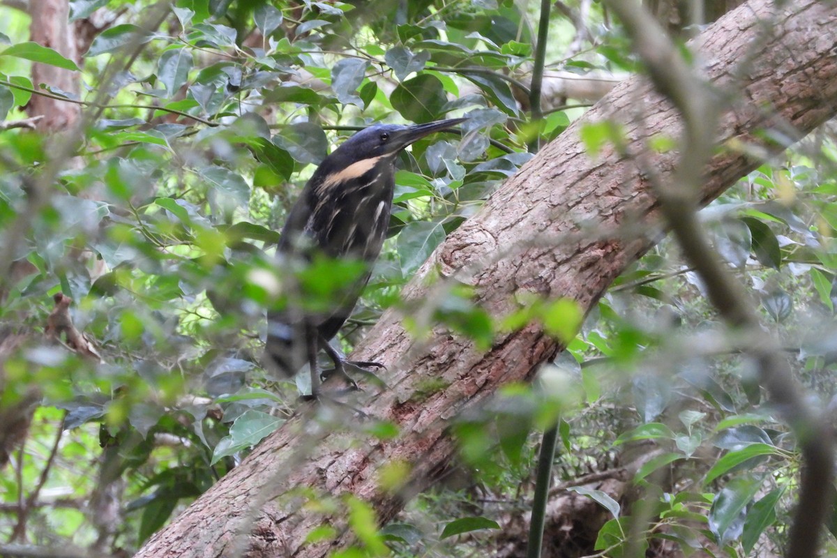Black Bittern - ML644883001