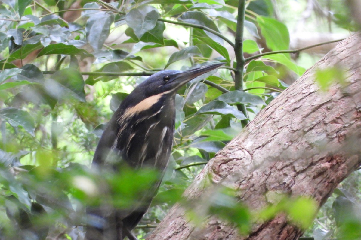 Black Bittern - ML644883002