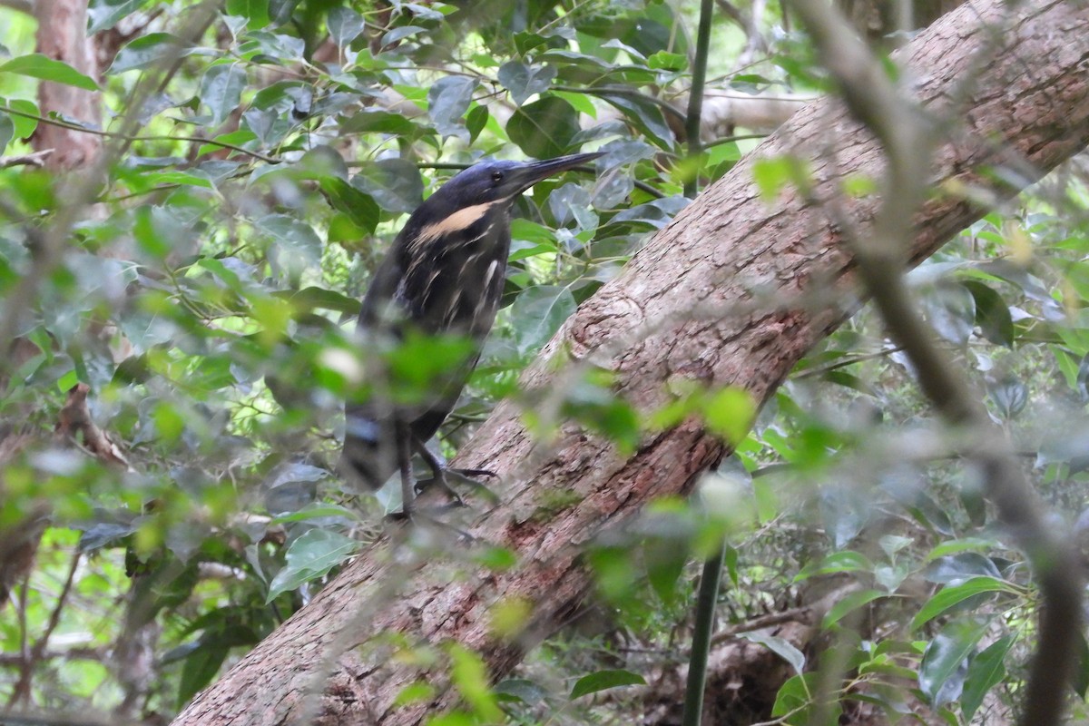 Black Bittern - ML644883003