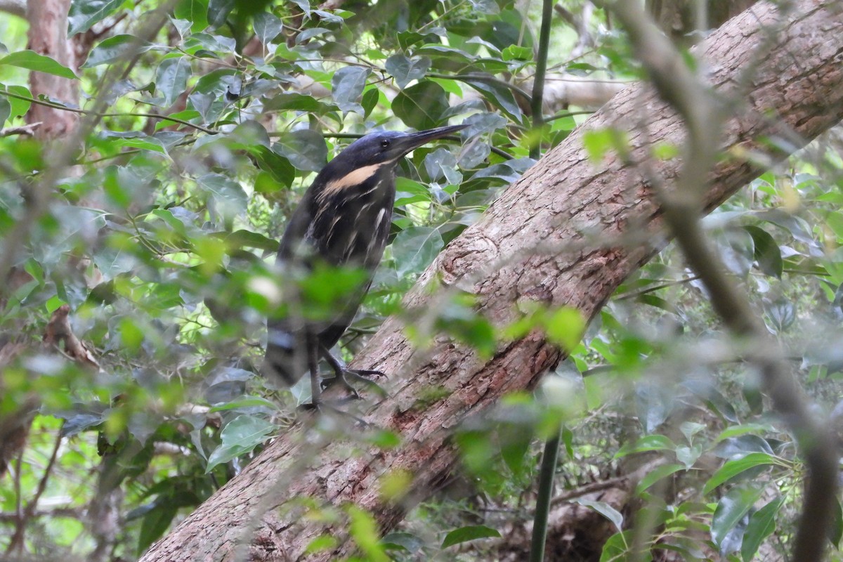 Black Bittern - ML644883005