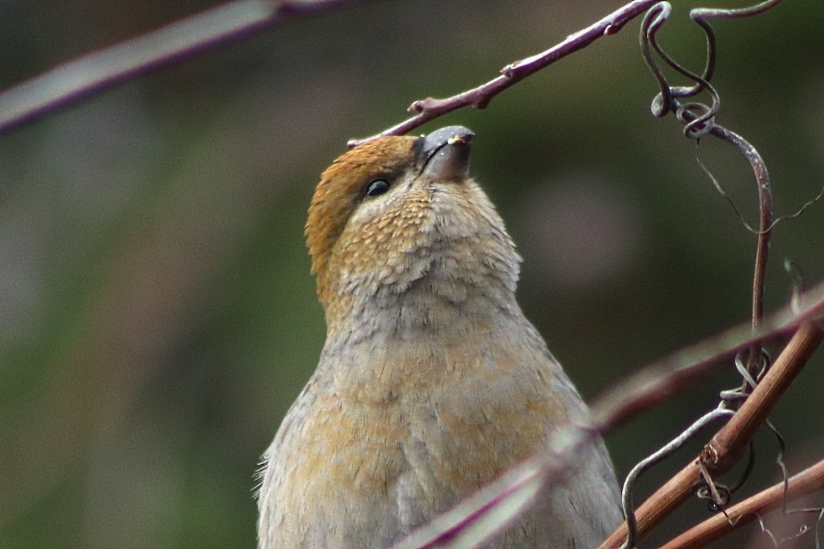 Pine Grosbeak - ML644883006