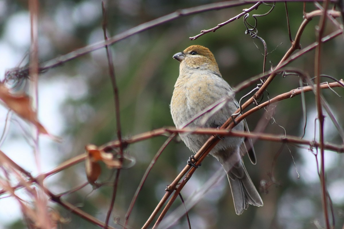 Pine Grosbeak - ML644883007