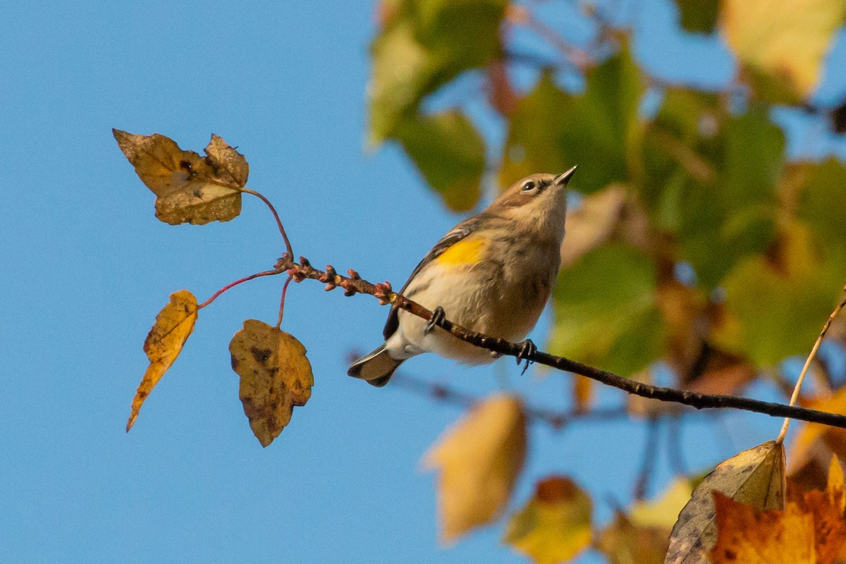 Yellow-rumped Warbler - ML644883012