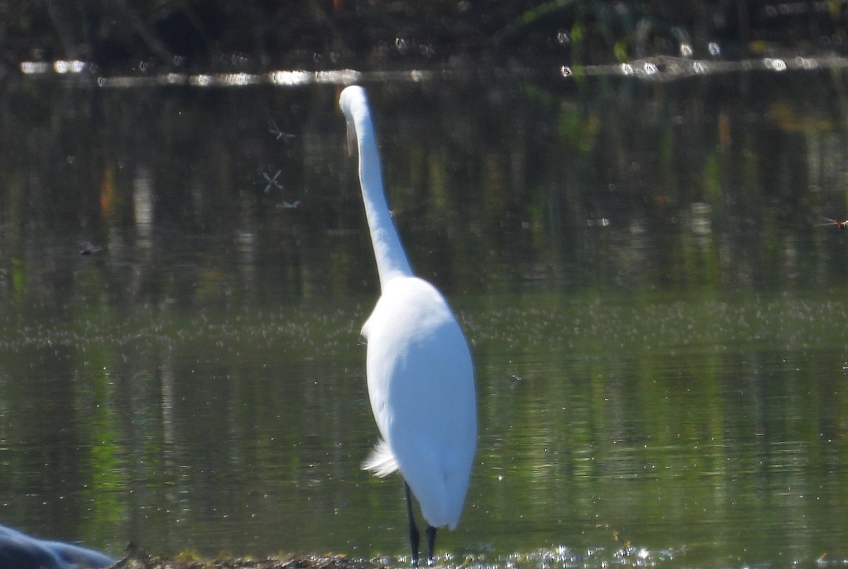 Great Egret - ML644883016