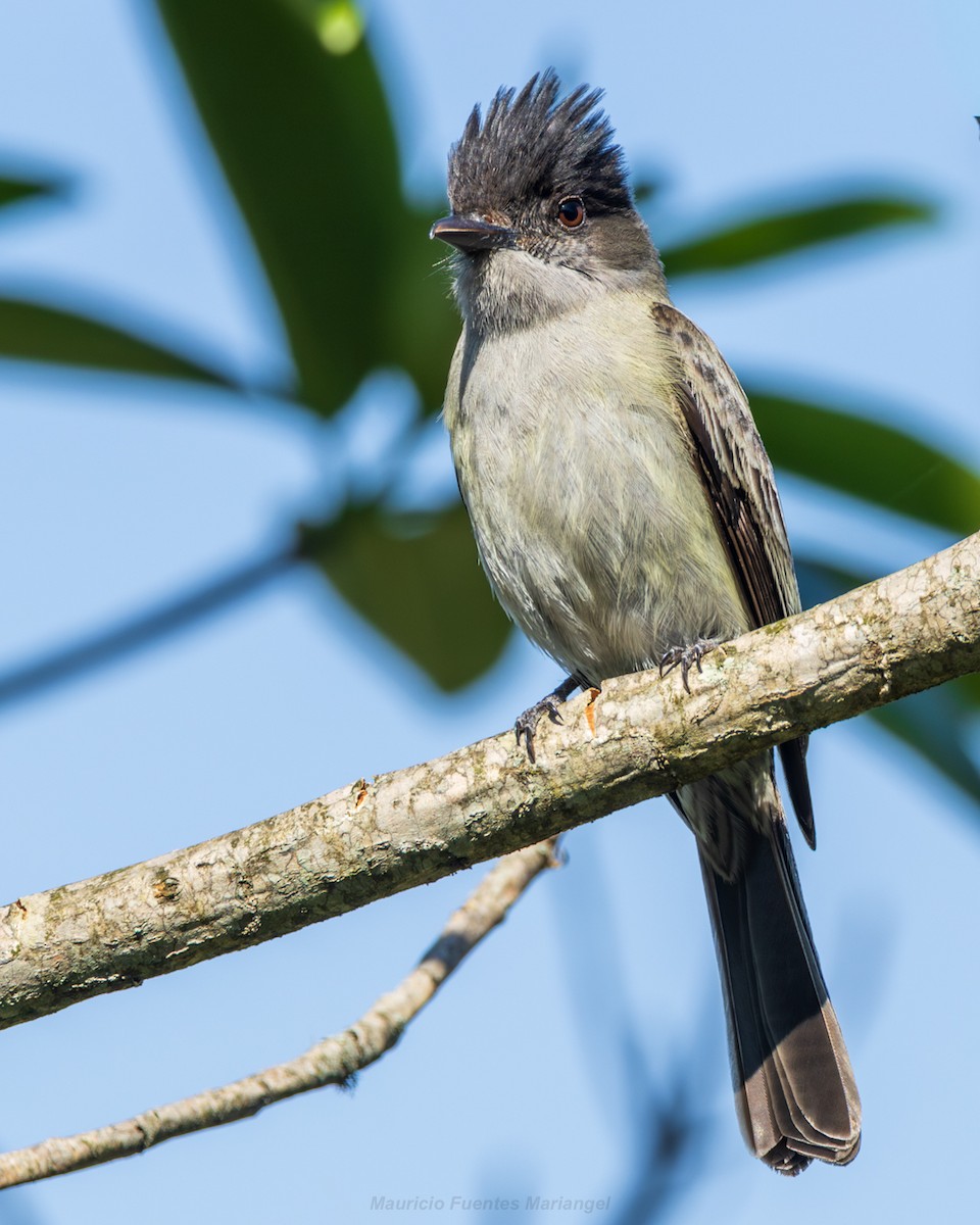 Sibilant Sirystes - ML644883018