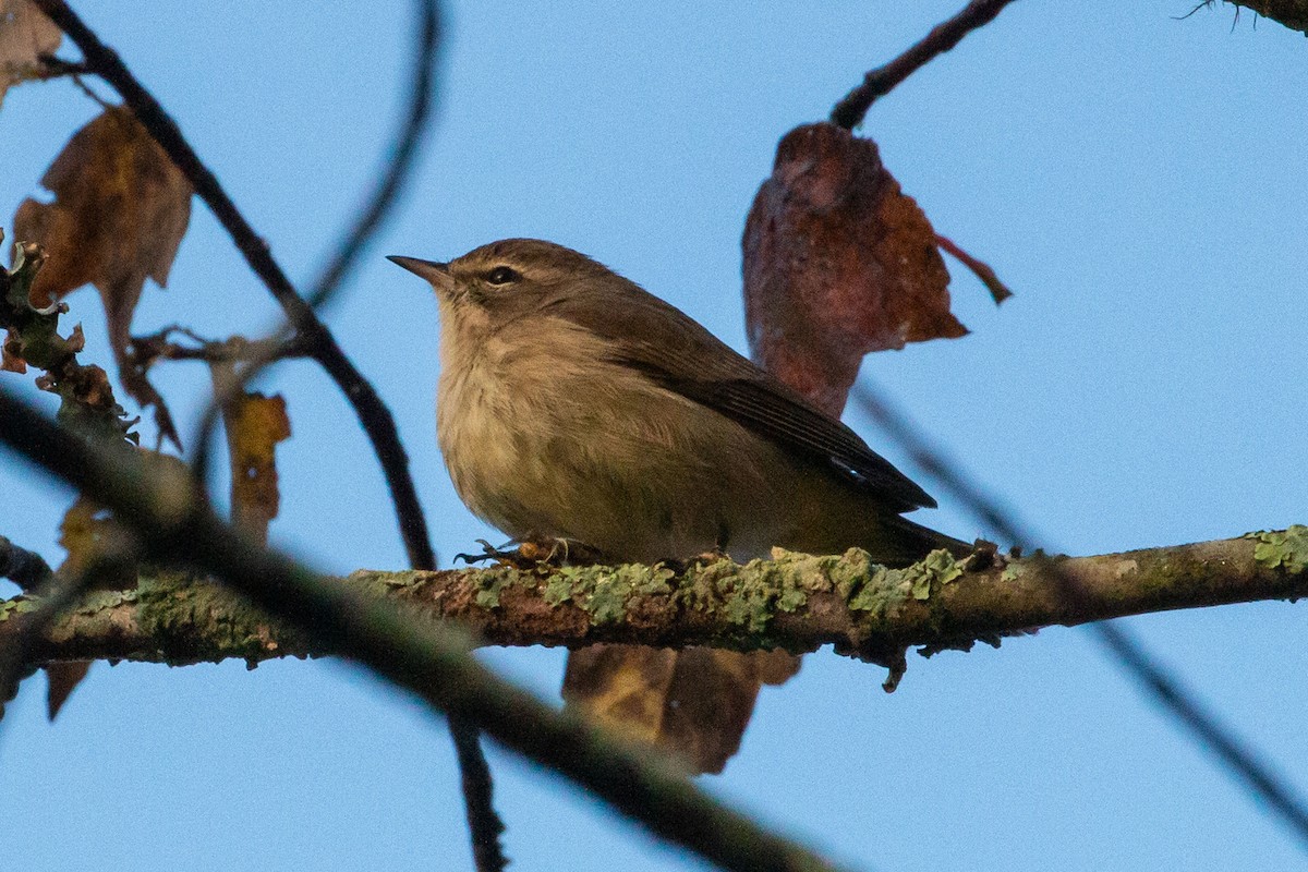 Palm Warbler - ML644883020