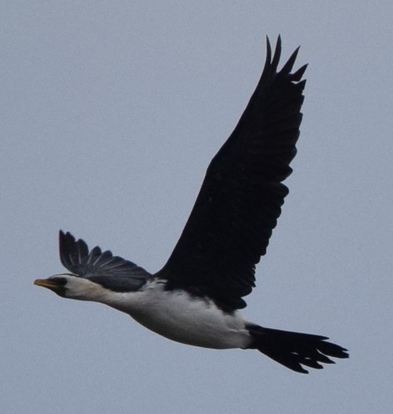 Little Pied Cormorant - ML644883022