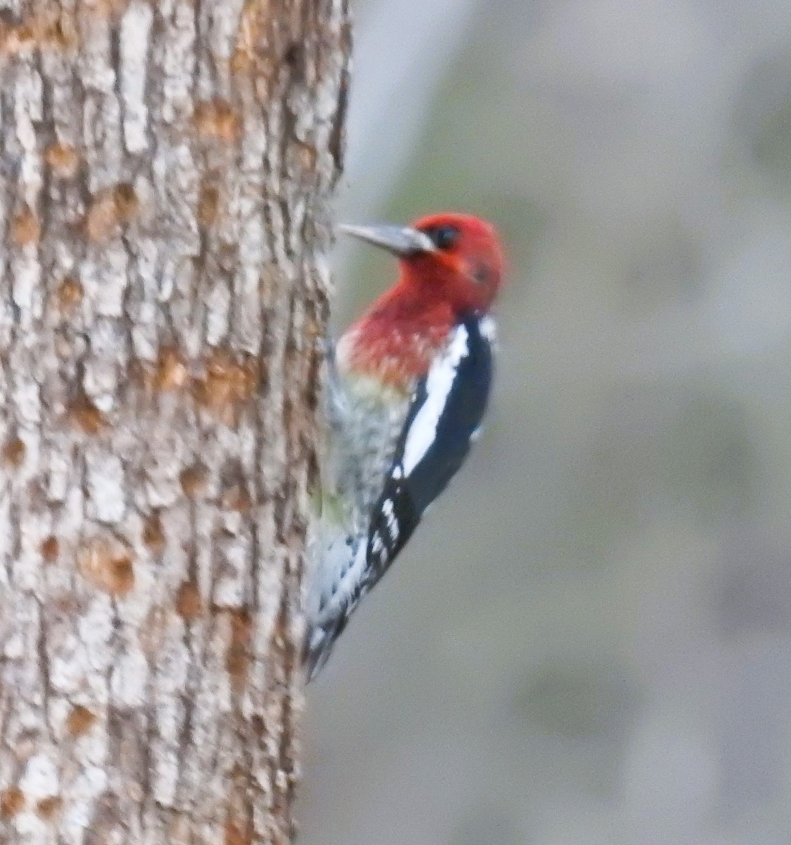 Red-breasted Sapsucker - ML644883023
