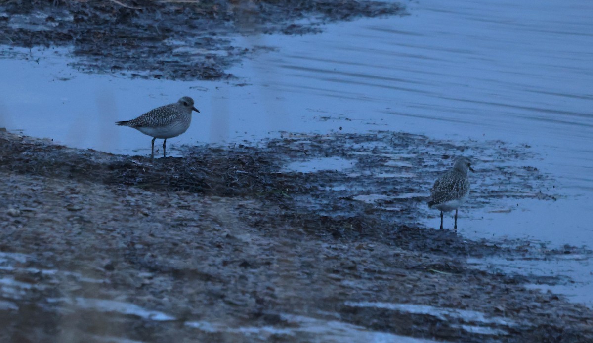 Black-bellied Plover - ML644883024