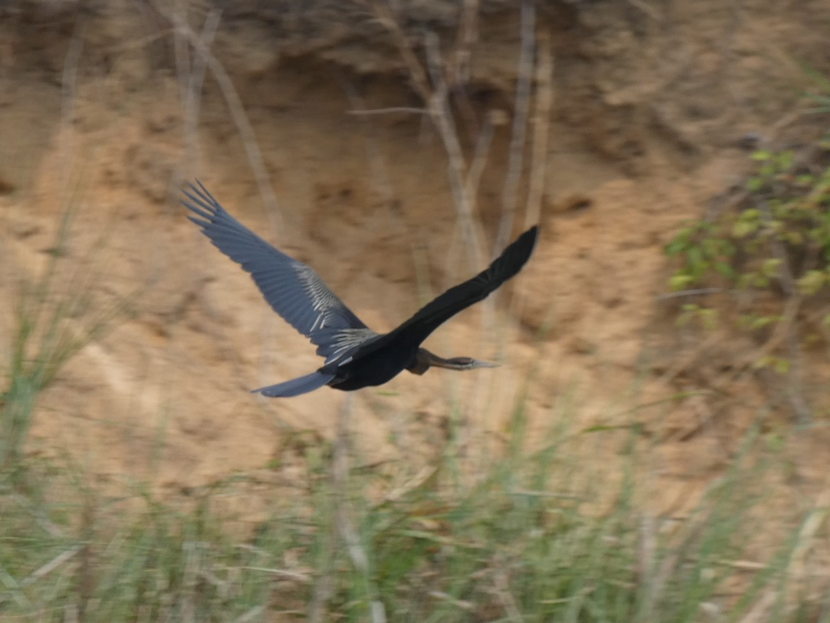African Darter - ML644883027