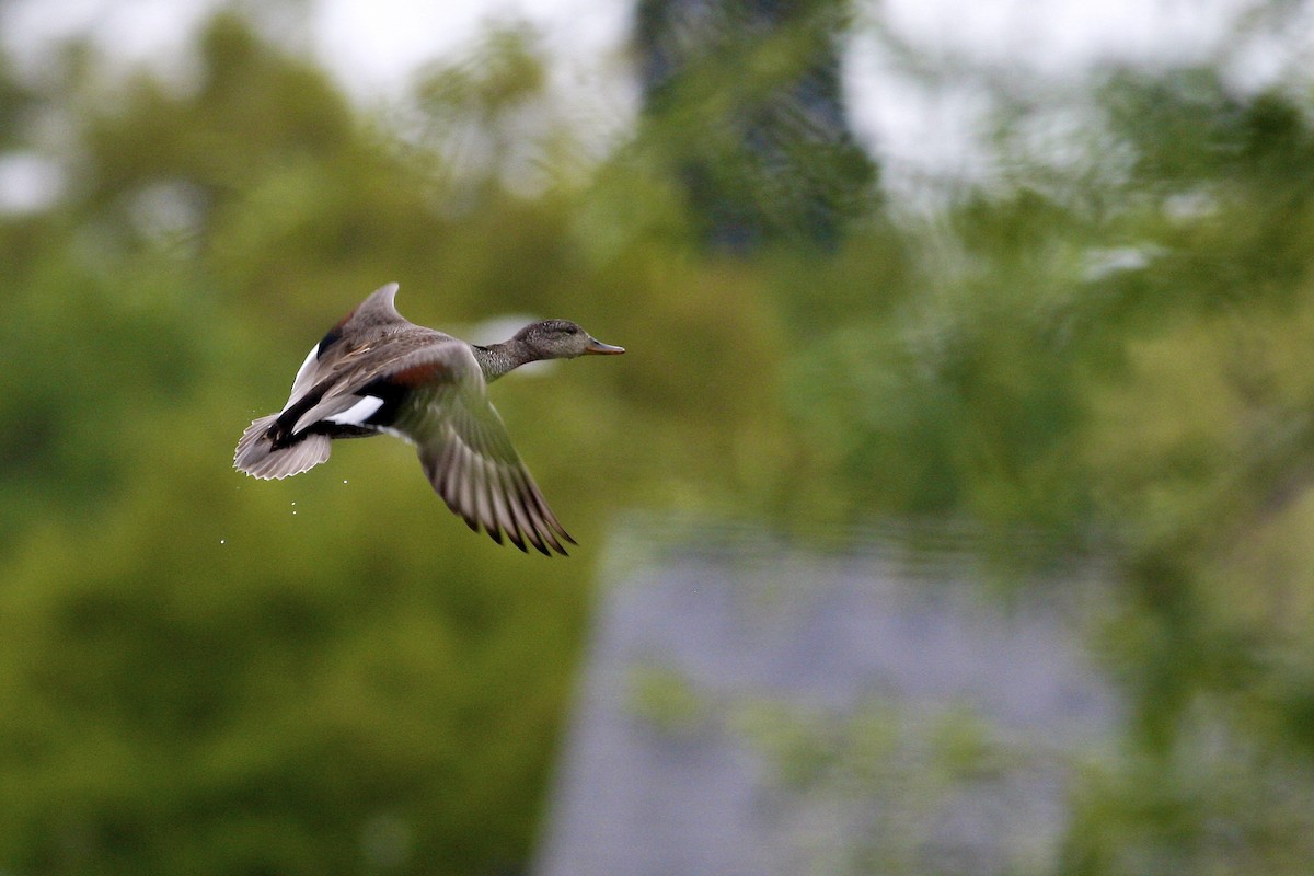 Gadwall - ML644883028