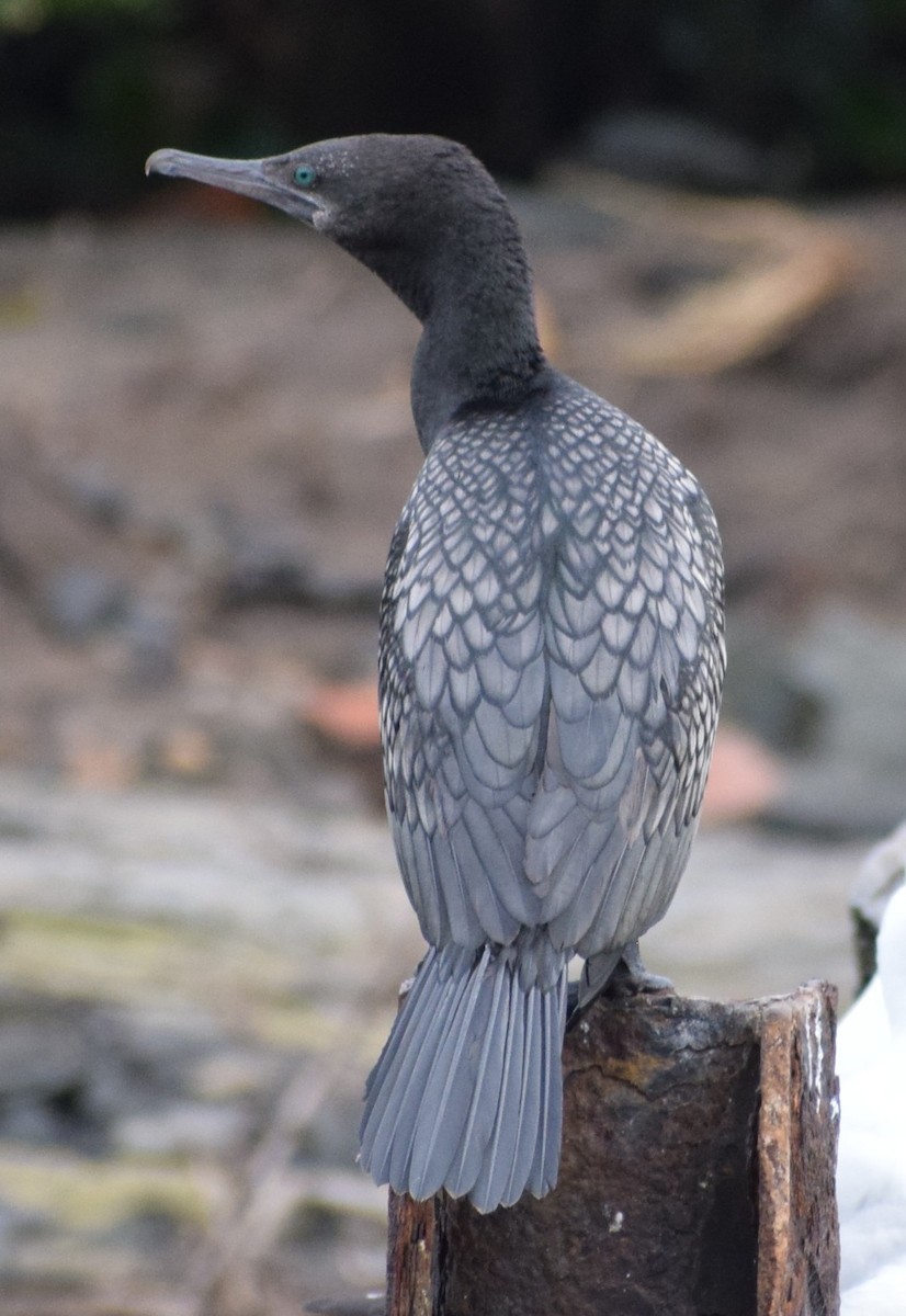 Little Black Cormorant - ML644883030