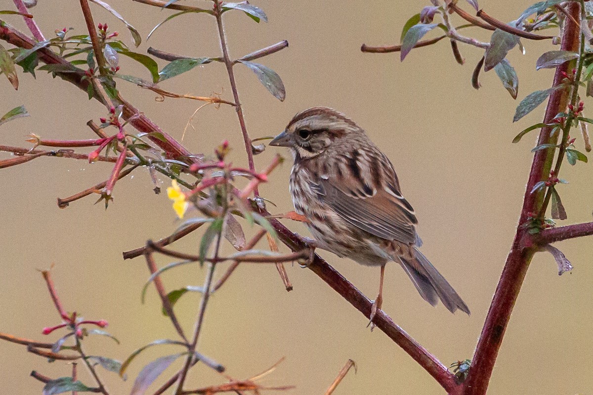 Song Sparrow - ML644883033