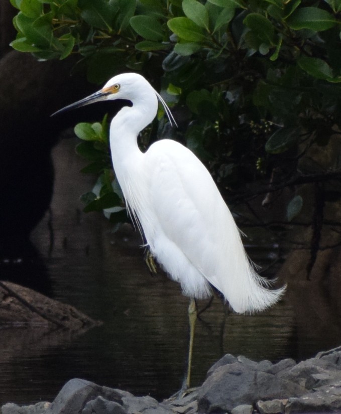 Little Egret - ML644883039