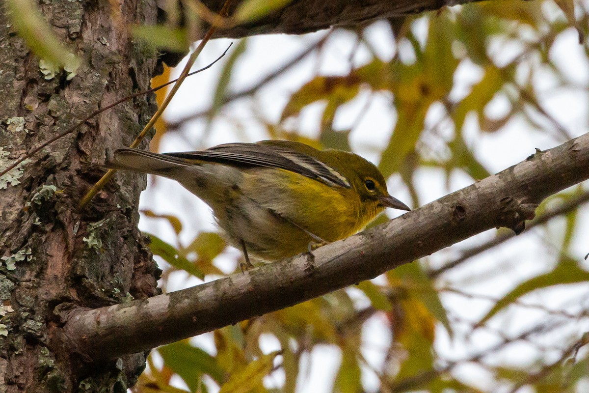 Pine Warbler - ML644883040