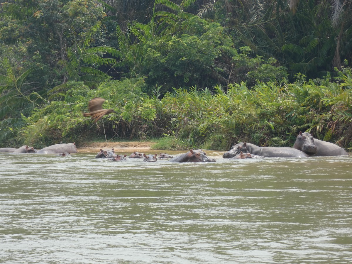 Hamerkop - ML644883041