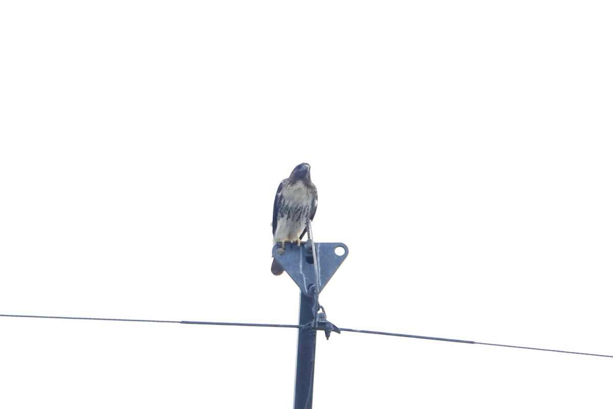 Red-tailed Hawk - ML644883045