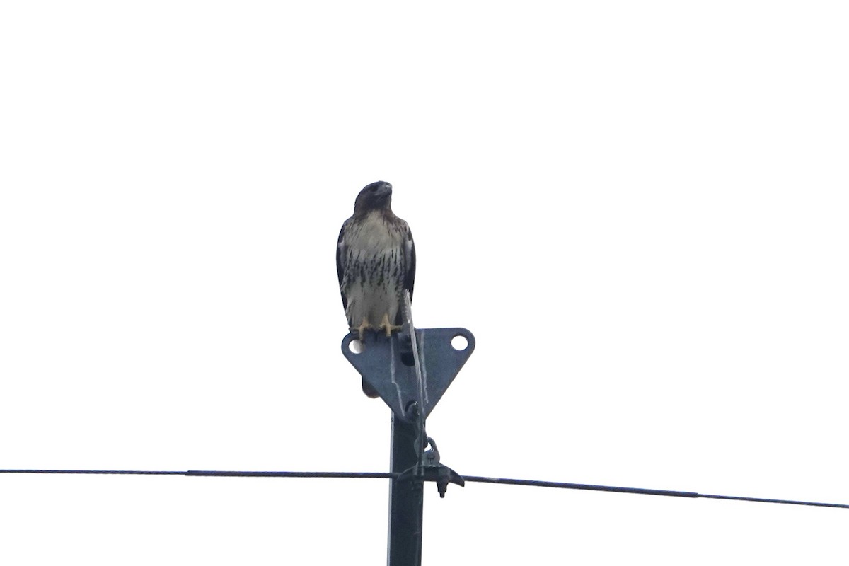 Red-tailed Hawk - ML644883046