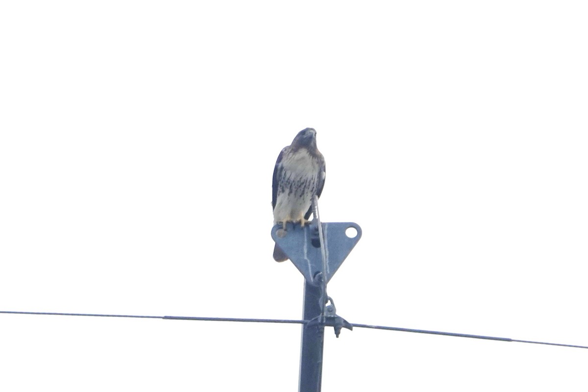 Red-tailed Hawk - ML644883047