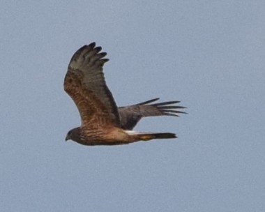 Swamp Harrier - ML644883048