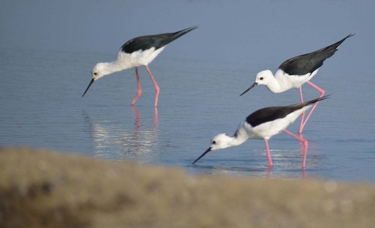 Black-winged Stilt - ML644883049