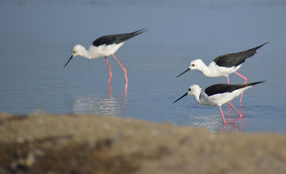 Black-winged Stilt - ML644883050
