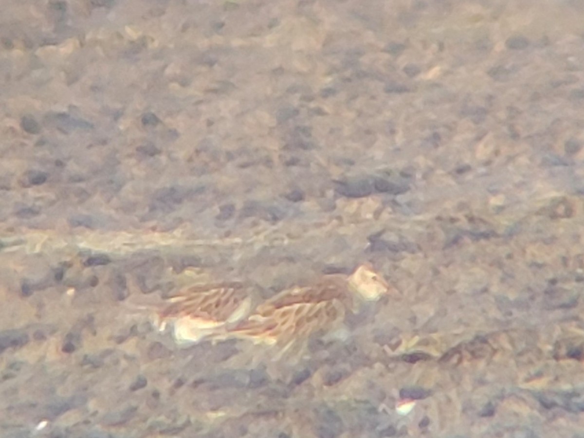 jespák skvrnitý - ML644883064