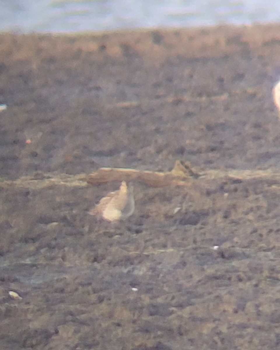 jespák skvrnitý - ML644883065