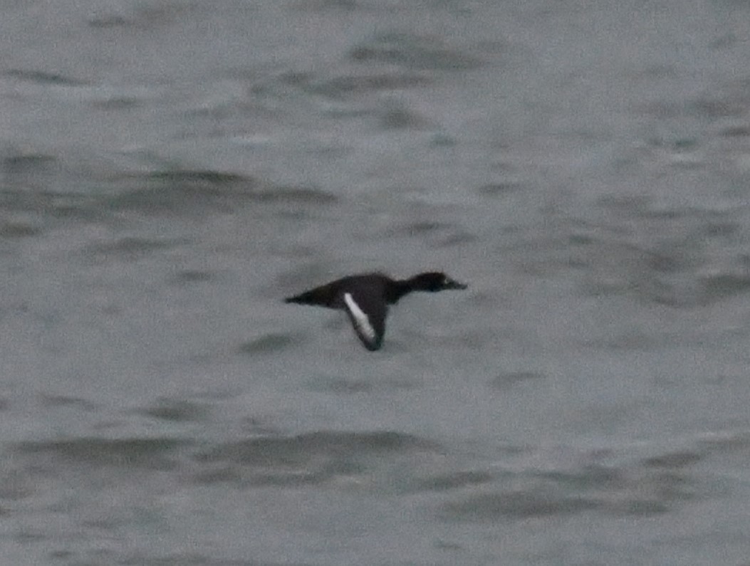 Bergente - ML644883094