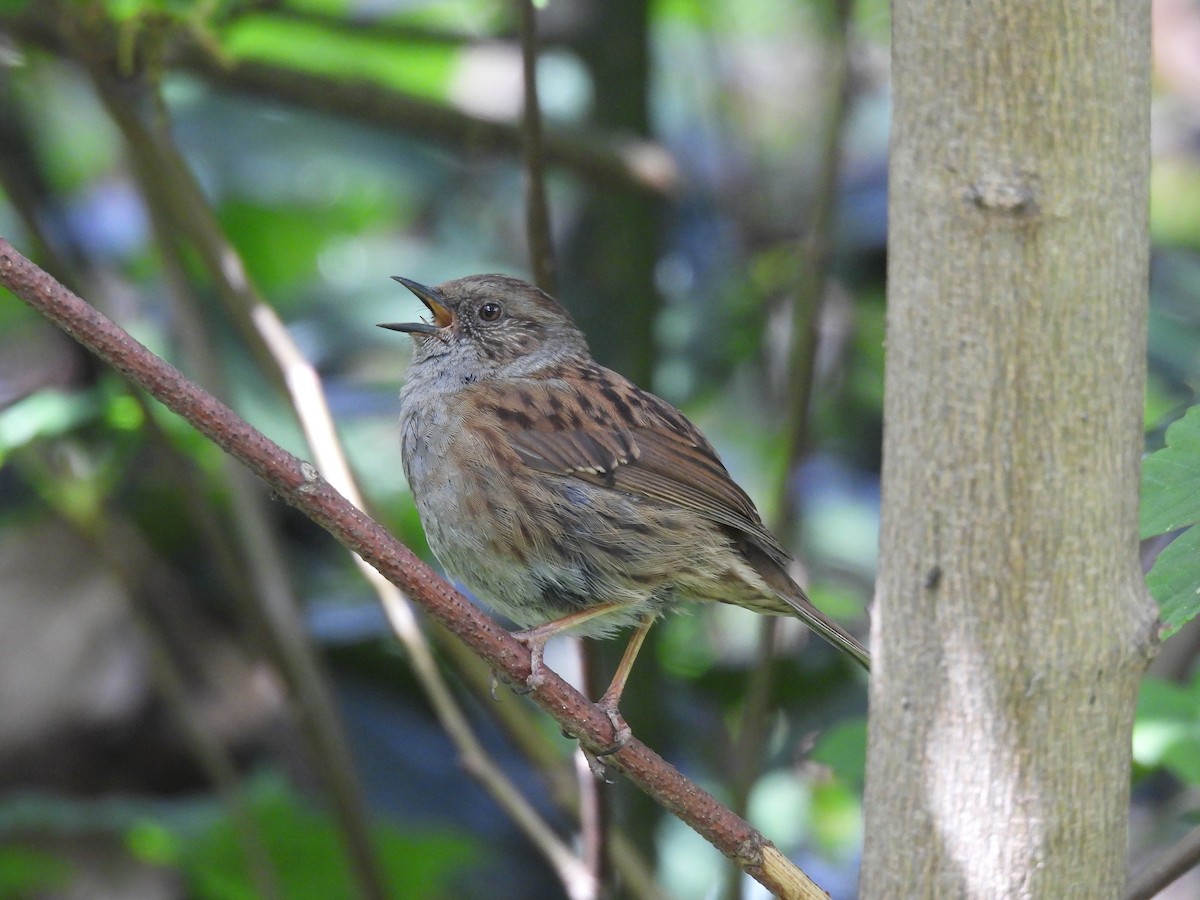 Dunnock - ML644883100