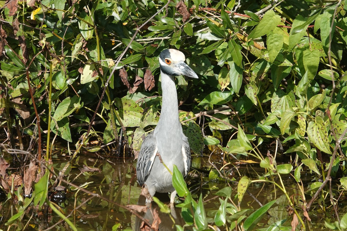Yellow-crowned Night Heron - ML644883103