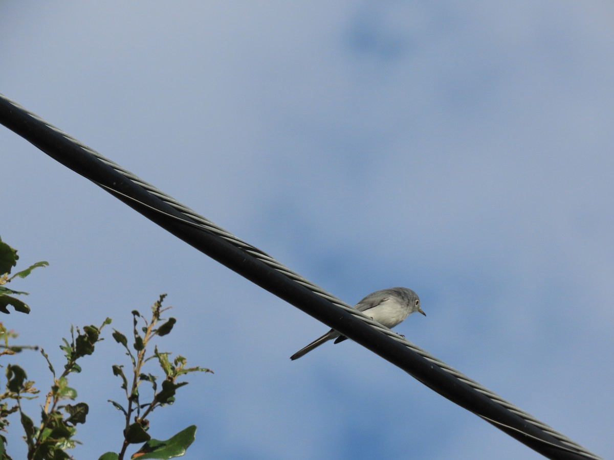 Голубая комароловка - ML644883109