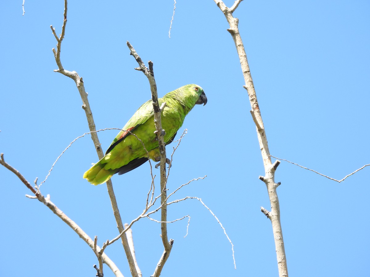 Turquoise-fronted Amazon - ML644883114