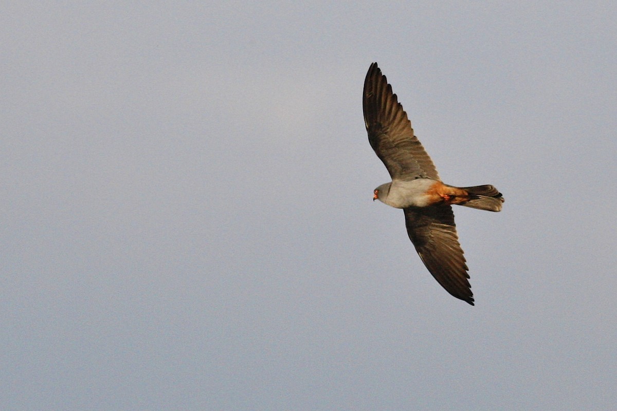 Red-footed Falcon - ML644883126