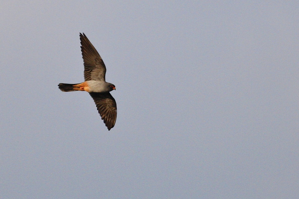 Red-footed Falcon - ML644883127