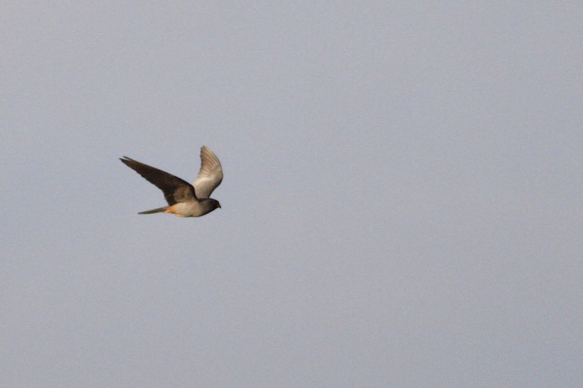 Red-footed Falcon - ML644883128