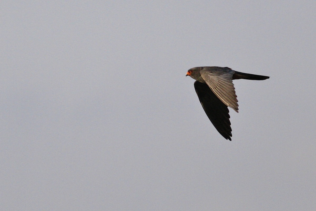 Red-footed Falcon - ML644883129