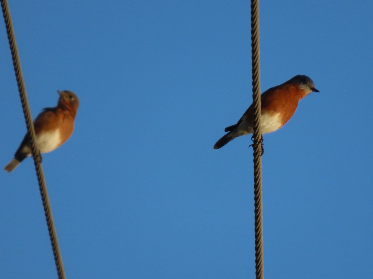 Eastern Bluebird - ML644883131