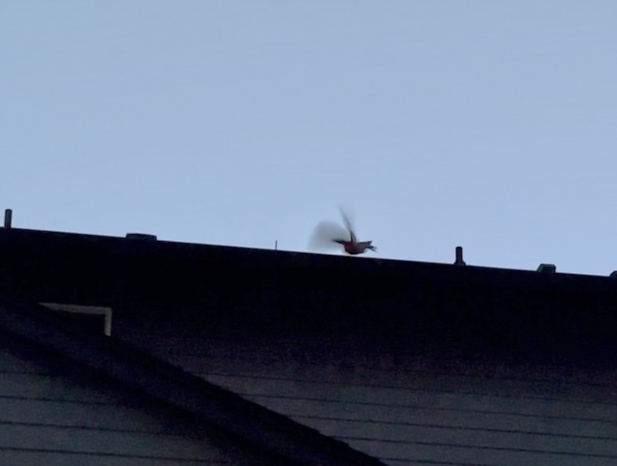 Western Screech-Owl (Northern) - ML644883133