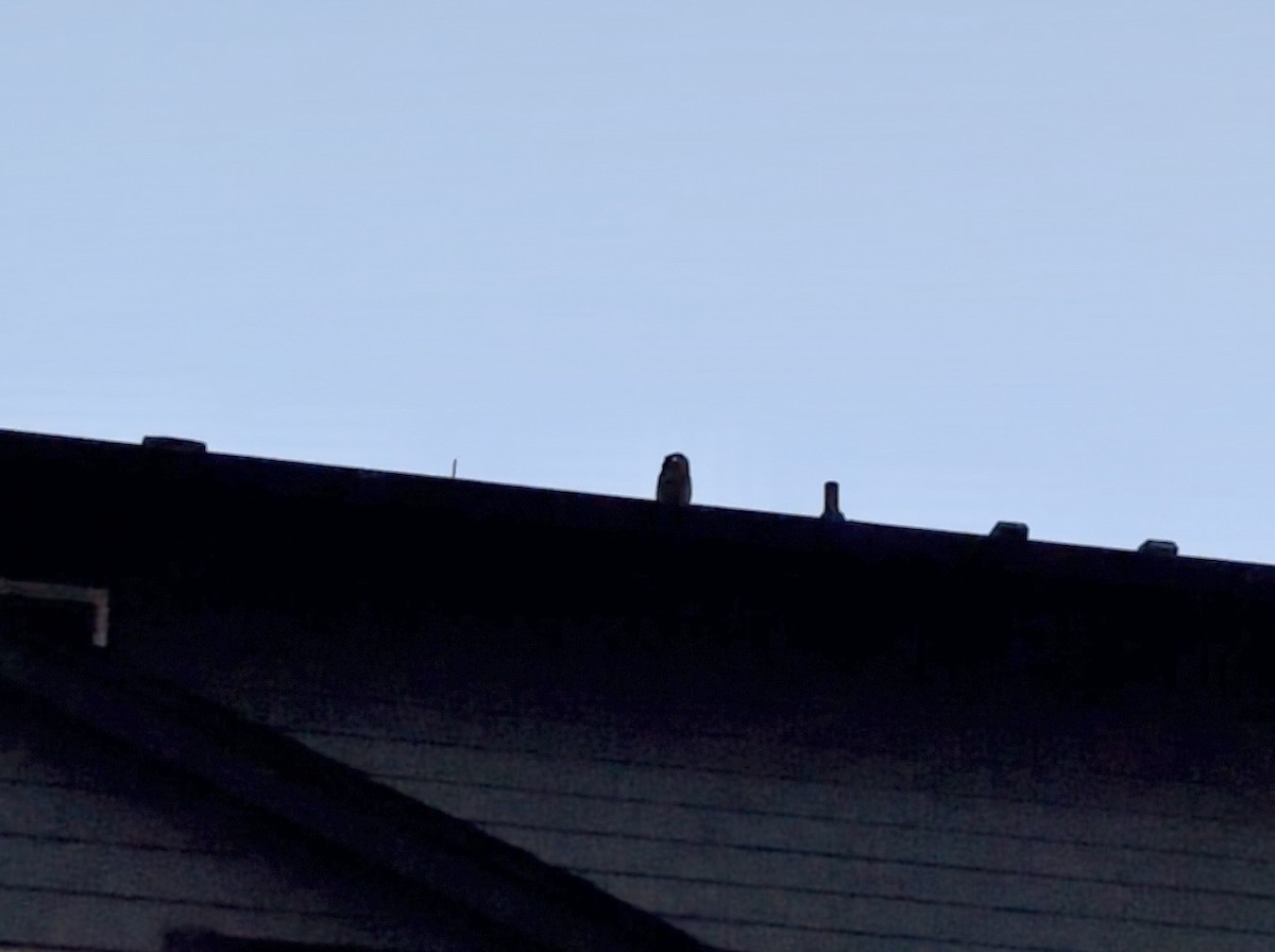 Western Screech-Owl (Northern) - ML644883134