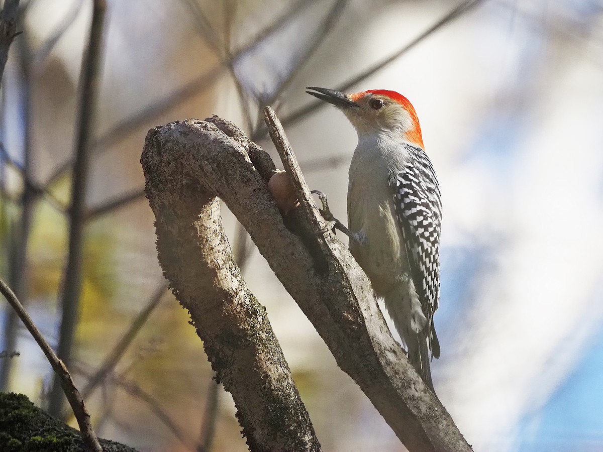 eBird Checklist - 8 Nov 2025 - Valley Forge NHP--North (Pawling Farm ...