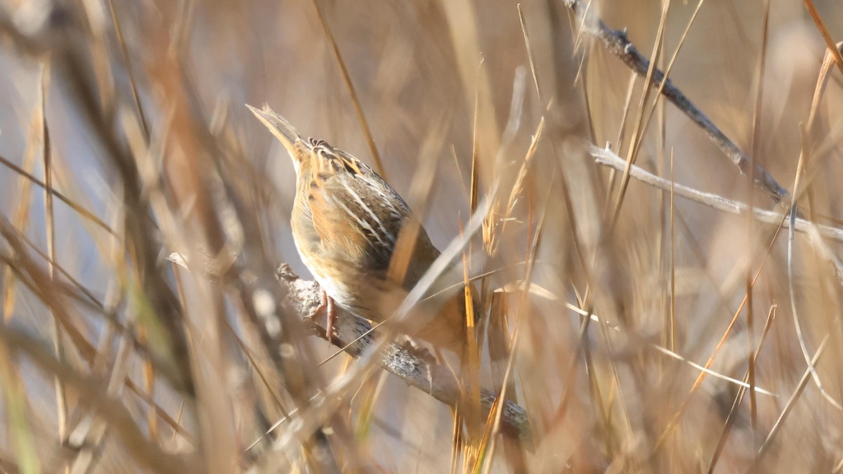 nålstjertspurv - ML644883139