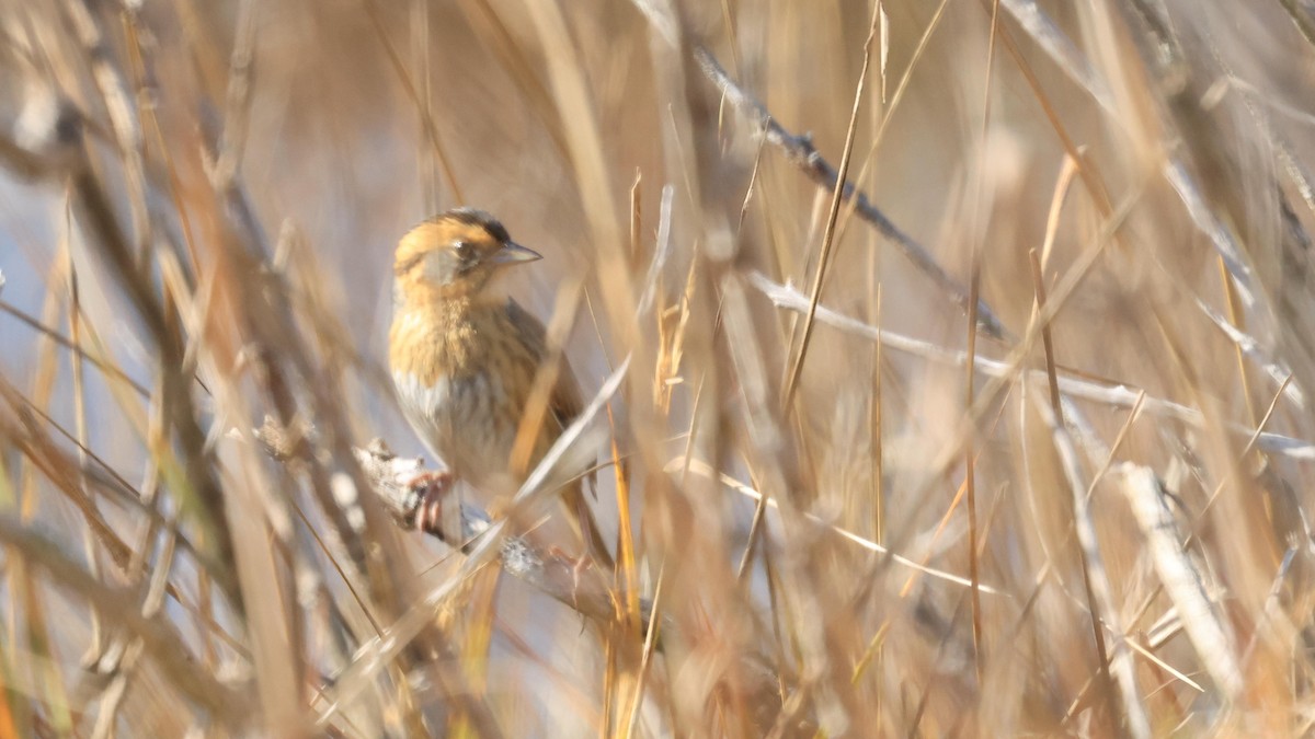 nålstjertspurv - ML644883140