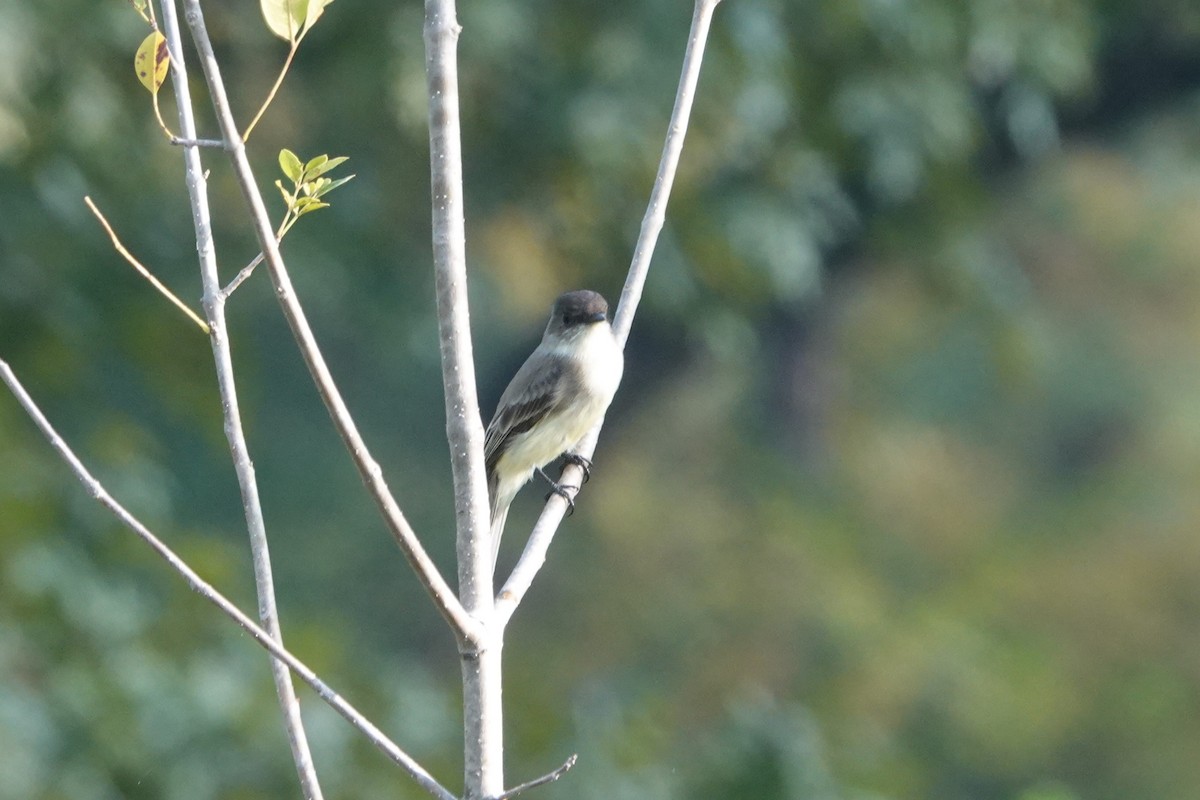 Eastern Phoebe - ML644883144
