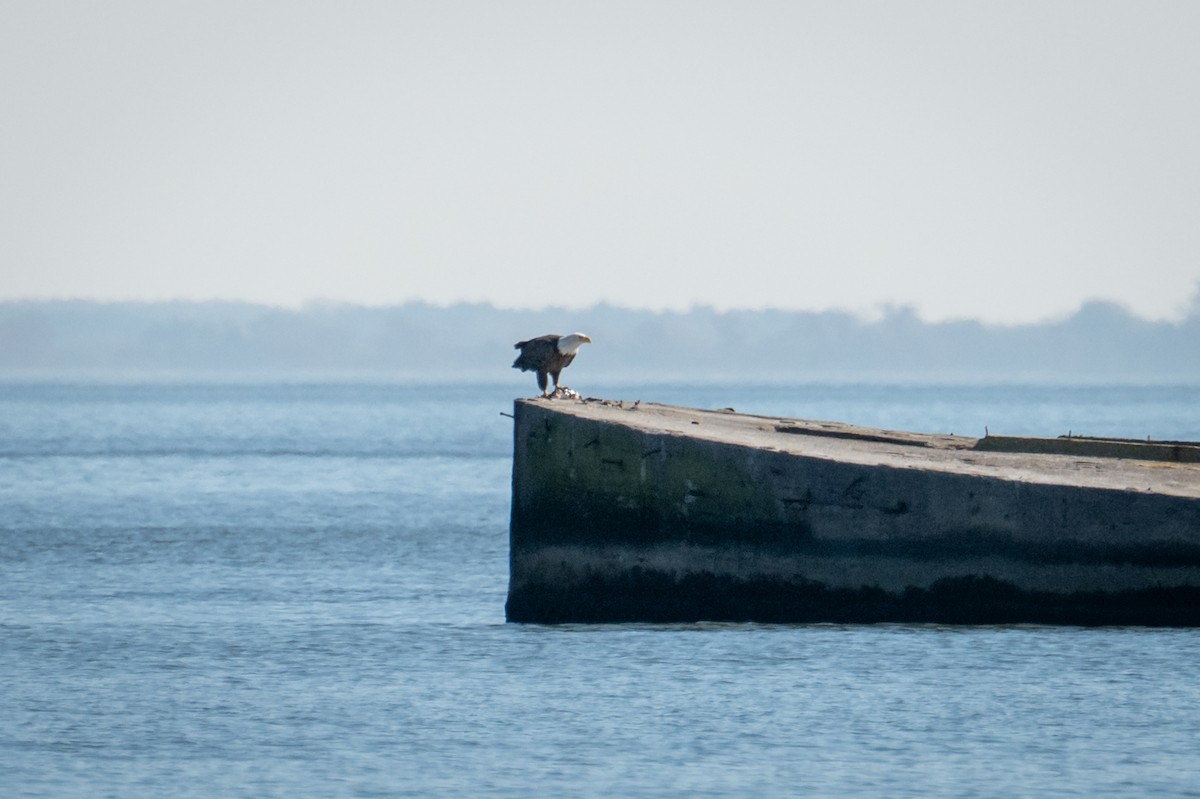 hvithodehavørn - ML644883147