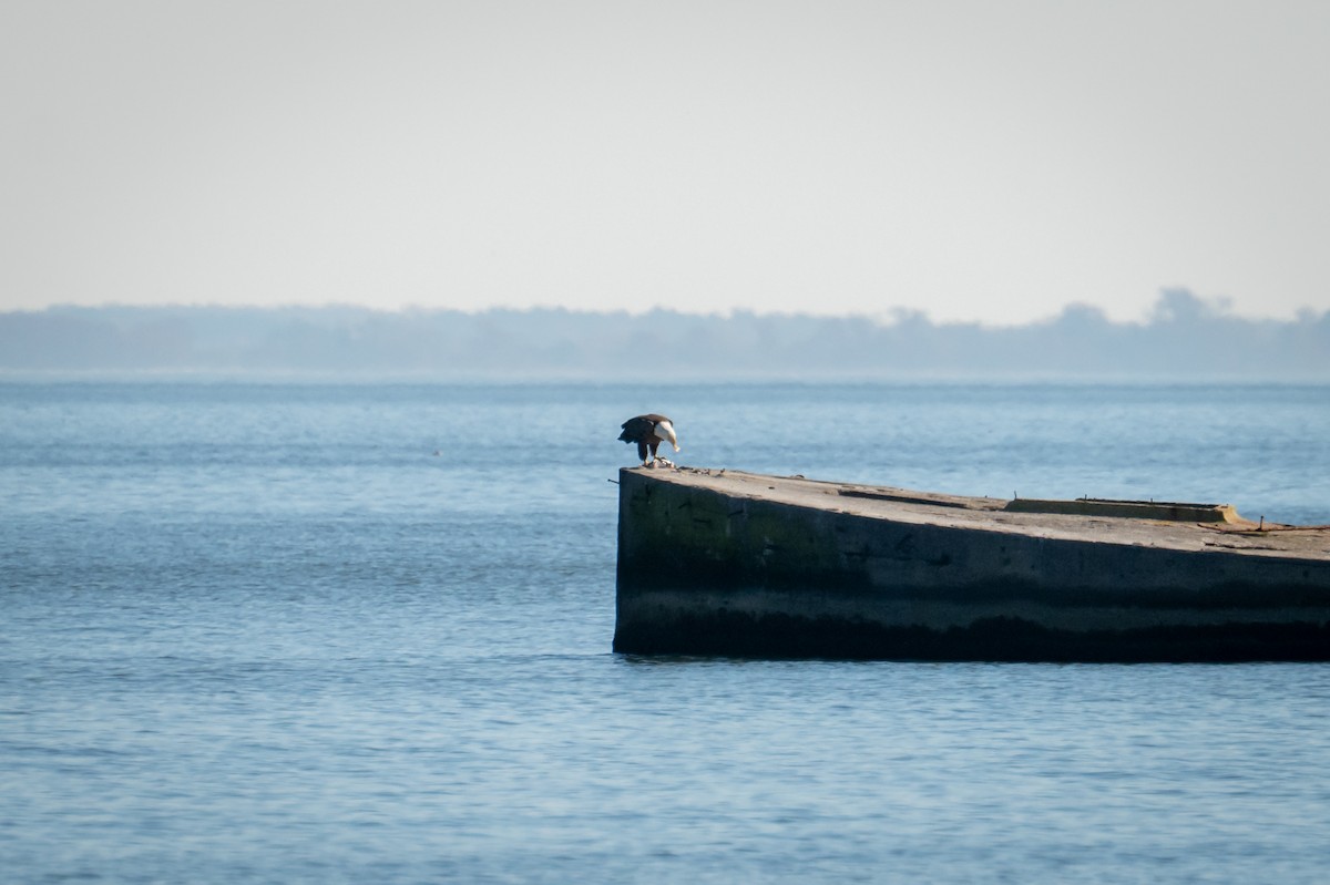 hvithodehavørn - ML644883148